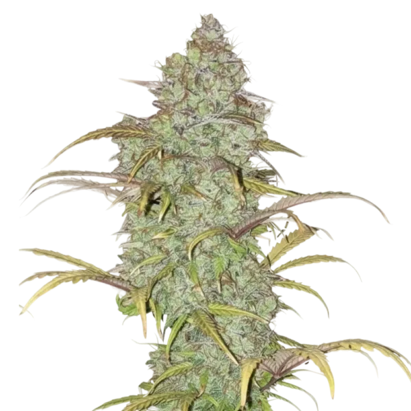 glueberry autoflower - HUBA Seed Bank