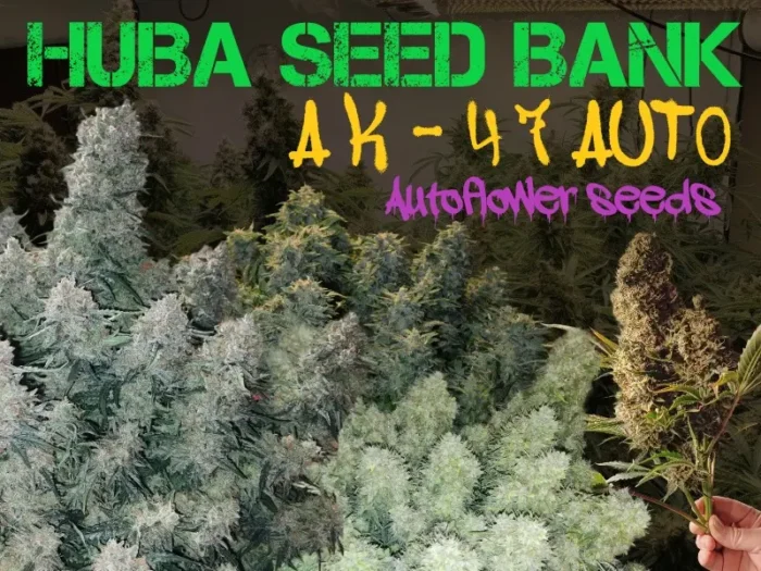 blog post image ak47 auto