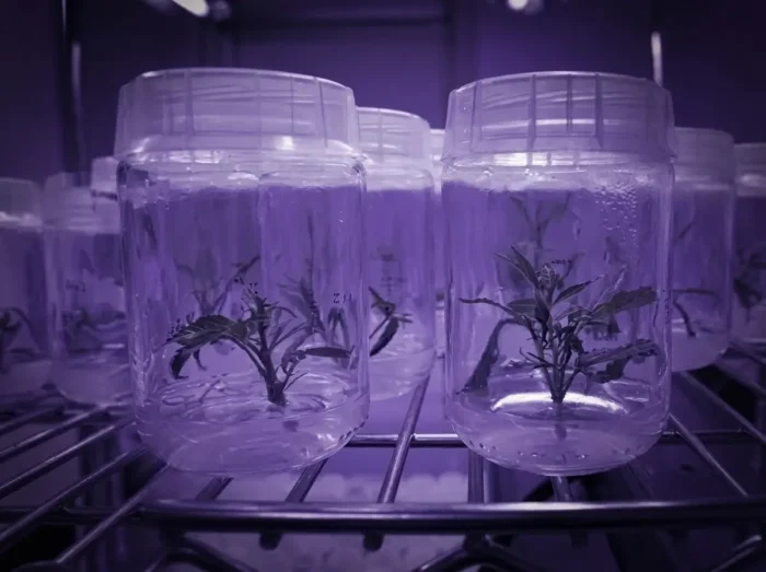 blog post image kannabisz nemesites jovoje