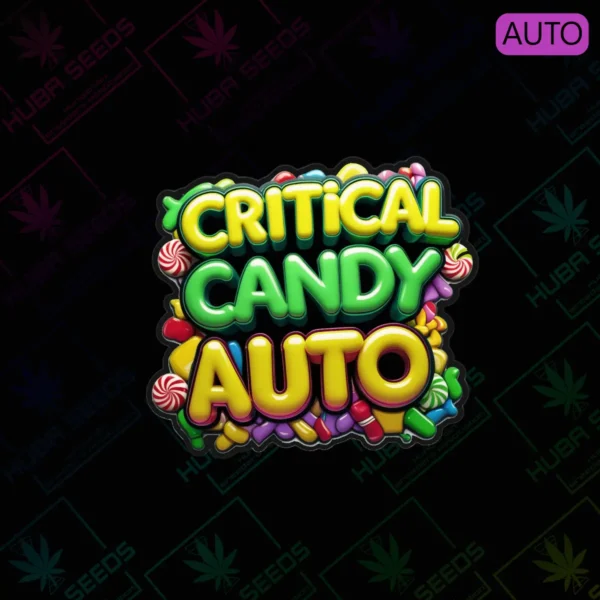 Critical Candy Auto - HUBA Seed Bank
