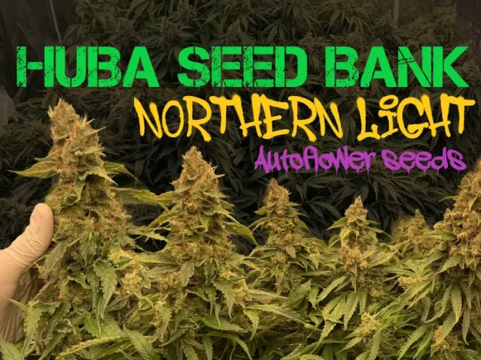 blog post image Northern Light Autoflower - HUBA Seed Bank