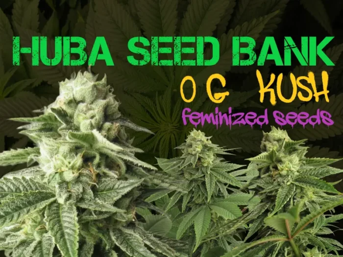blog post image og kush