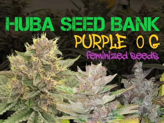 blog post image purple OG - HUBA Seed Bank